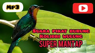 Download lagu SUARA PIKAT BURUNG KOLIBRI WULUNG SUPER GACOR mp3 Download lagu SUARA PIKAT BURUNG KOLIBRI WULUNG SUPER GACOR mp3