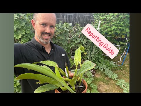 How to Repot a Cattleya Orchid (Step-by-Step Care Guide)