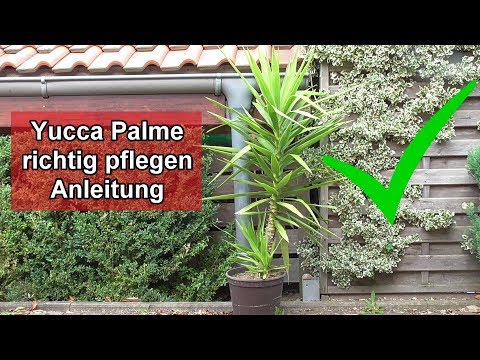 Yucca Palme pflege – Yuccapalme richtig pflegen / Standort / Gießen / Düngen / Schneiden – Anleitung