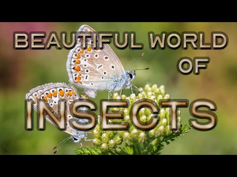 Beautiful world of Insects with Canon EOS R5 + Canon RF 100mm F/2.8 L Macro IS USM