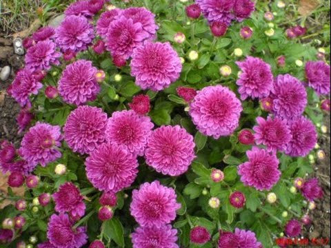 ✿❤✿ LA MULȚI ANI,DUMITRIȚA  ✿❤✿