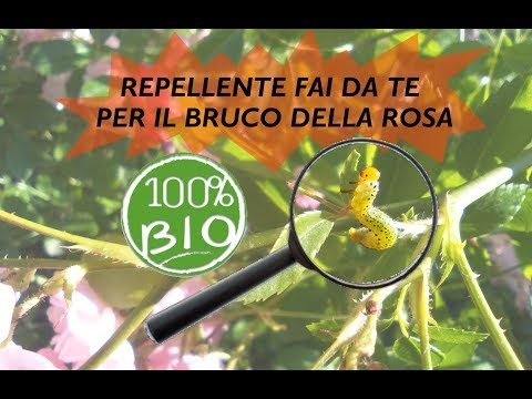 Come imparare se cè in parassiti di pesce Quello che è parassiti