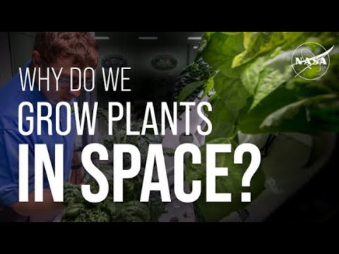 Why Do We Grow Plants in Space? We Asked a NASA Expert