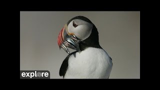 Puffin Loafing Ledge - Audubon 2022 Highlights