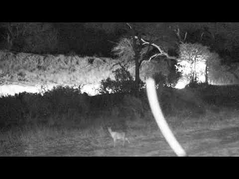 Djuma:Common Grey Duiker pair - 18:22 - 08/06/18