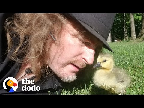 Adorable - Man Teaches Baby Goose How to Fly