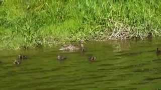 preview picture of video 'Entenfamilie auf der Stever bei Olfen'