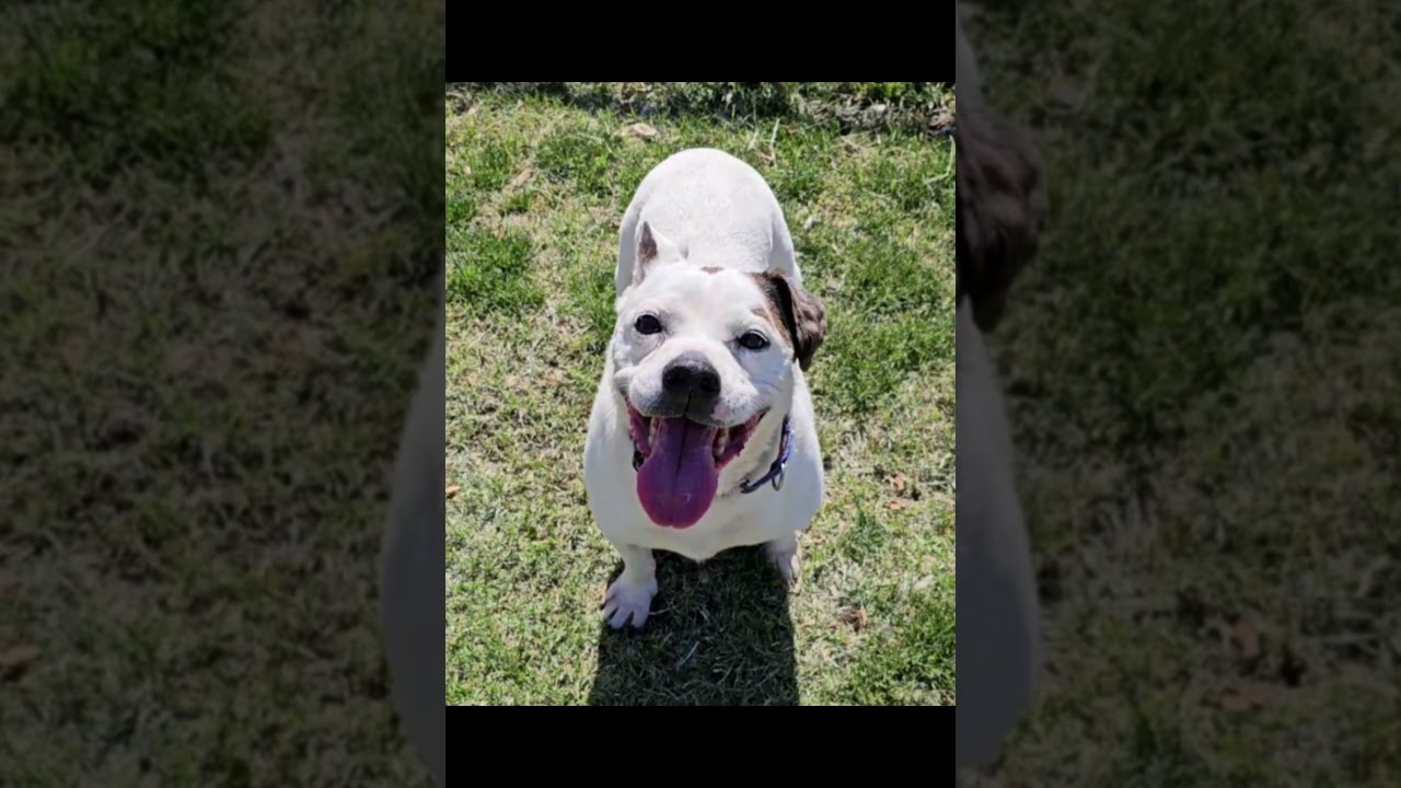 Enlarge MJ, a Adoptable mixed breed in Lubbock, TX video 4/6