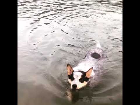 Kato loves his swims