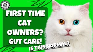 5 Shocking Cat Gut Secrets Every Owner Needs to Know!