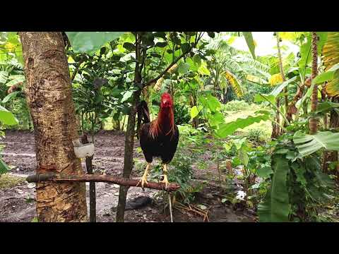 YELLOW LEGGED HATCH MATERIAL FOR BREEDING PURPOSES