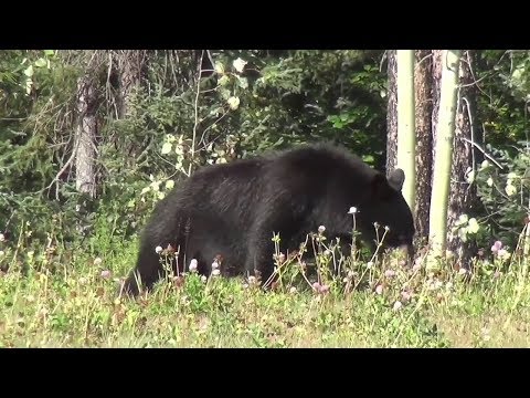 NJ Bear Hunt