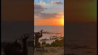 Download lagu capek hati capek pikiran #shorts mp3