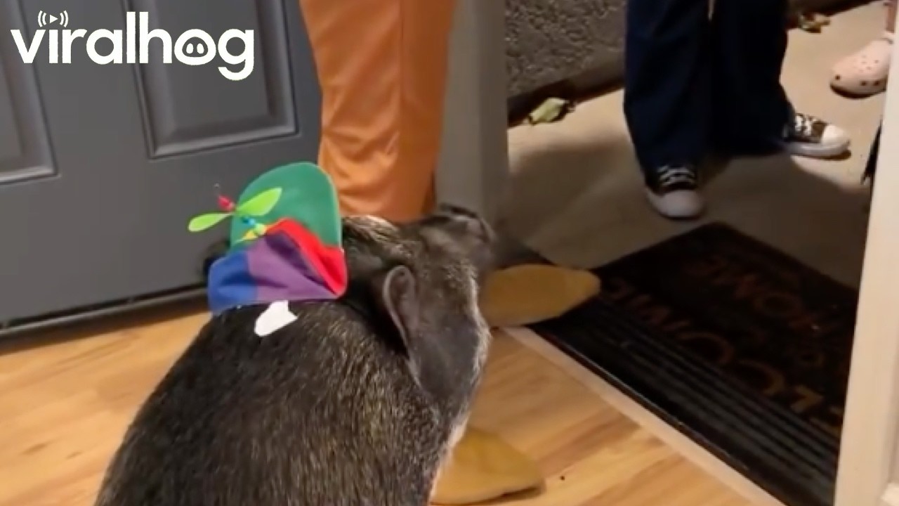 Merlin the Pig Greets Trick-or-Treaters || ViralHog
