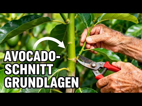 Avocadobaum richtig schneiden für maximalen Ertrag und Pflanzengesundheit