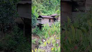 Download lagu Perkampungan Penduduk Suku Dayak 'Siang' Di Pedalaman Kalimantan #kalimantan #borneo mp3 Download lagu Perkampungan Penduduk Suku Dayak 'Siang' Di Pedalaman Kalimantan #kalimantan #borneo mp3