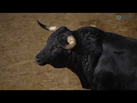 Desembarque de los toros de Pallarés para este Domingo de Ramos en Las Ventas