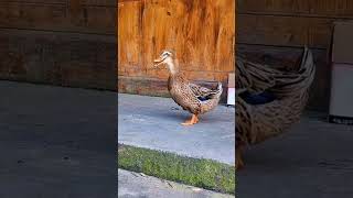 Download lagu viral bebek ketawa bikin ngakak mp3