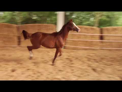 Räuberscherz von Sky Walker geb. 2017 Jährling