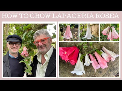 , title : 'Plant Profile: How to grow Lapageria rosea - the Chilean Bell Flower'