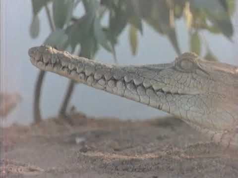 Malcolm Douglas - Australia - Kakadu To The Kimberley (Part 2)   1987