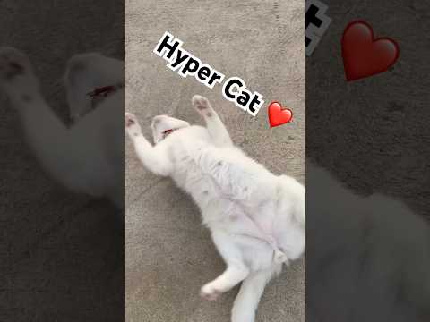 Hyper cat white color on the road #cats #hypercat