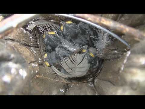 La vida de la Golondrina ceja blanca Tachycineta leucorrhoa. Esperanza Santa Fe Argentina 2026