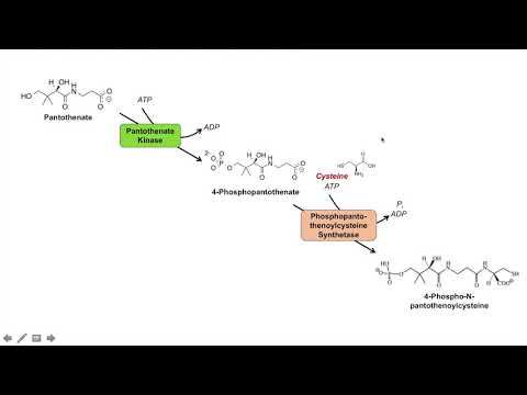 Coenzyme A (CoA) Biosynthesis Pathway and Vitamin B5