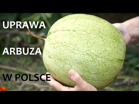 , title : 'Uprawa Arbuza w Polsce - Kompletny poradnik (ZŻ80)'