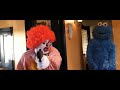 Ronald McDonald vs. Cookie Monster & Big Bird
