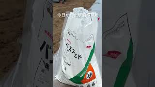 玉ねぎ種まき準備　バスアミドで土壌消毒開始です #水抜き #農業