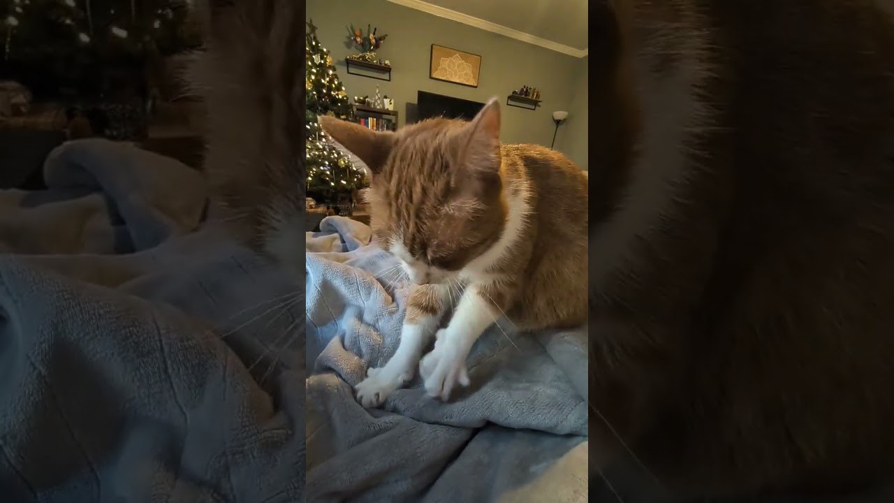 Enlarge Nemo, a Adoptable Domestic Short Hair in Youngsville, NC video 6/6