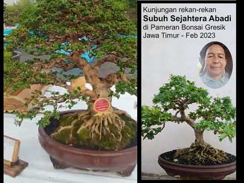 Pameran Bonsai Gresik Feb 2023