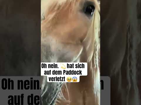 💫 hat sich am Bein verletzt 😭🥲 #pferd #reiten #pony #bayern #haflinger #horse #hafi #hof #bein