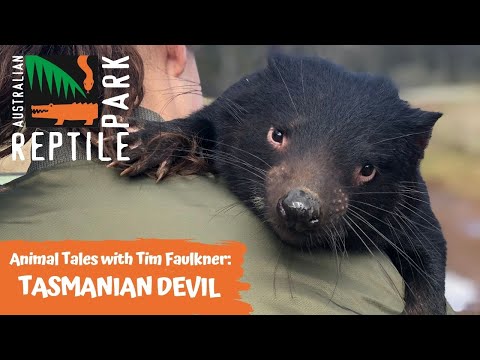 ANIMAL TALES WITH TIM FAULKNER | EPISODE TWO | TASMANIAN DEVILS