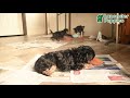 Morkie dogs for sale: Max  - Video 1