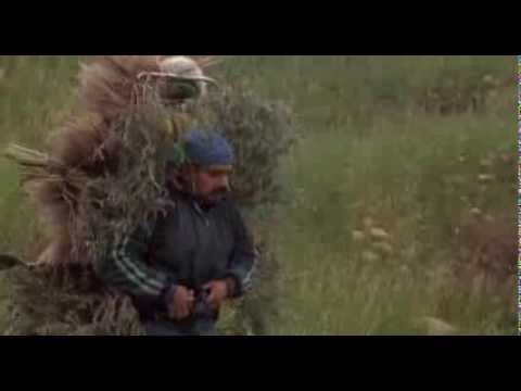 Born In East L A 1987 REPACK WS DVDRip XviD iNT EwDp sample