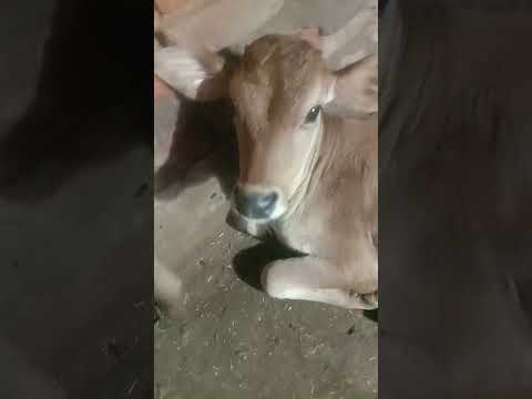 jhumar and  damru 😊😊😘😘