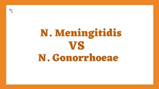 Neisseria meningitidis VS Neisseria gonorrhoeae  🔬