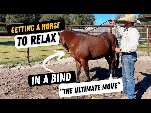 The Ultimate Horse Training Move!  Bare Minimum Ground Work Pt 5