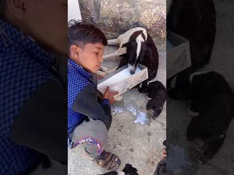 small beby of dog with children