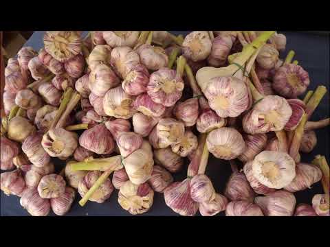 L'aglio rosso  - the Red Garlic of Sulmona by manortiz