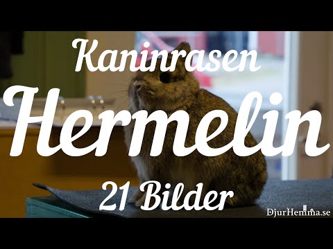 , title : 'Kaninrasen Hermelin - 21 Bilder'