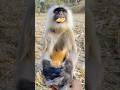 Jai Hanuman Video