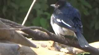 preview picture of video 'Oriental Magpie relaxing'