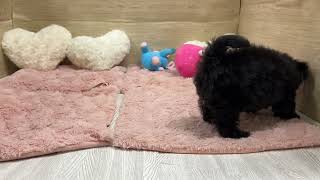 ハーフ犬の動画01