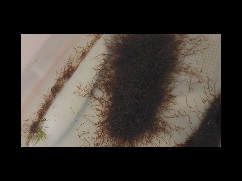 Eastern Aquatics Blackworm Unboxing & How To keep your Blackworm Culture Alive
