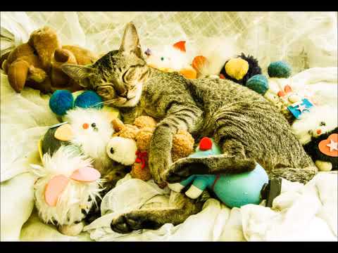 An Hour of RELAXING Music for Cats [ Chopin ]