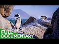 African Penguins – The Last of Their Kind | Free Documentary Nature