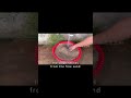 Tiktokvideo Fypシ Tiktokviral Youtubeshorts